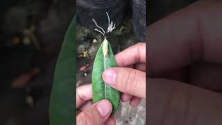 I have successfully propagated plumeria flowers from leaves