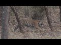 Bandhavgarh Tiger  Moments April 2019