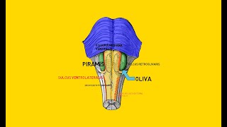 :  . medula oblongata