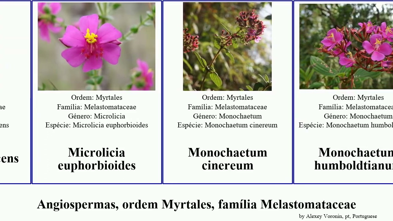 Angiospermas, ordem Myrtales, família Melastomataceae clidemia mariana rubra angiosperms aspera