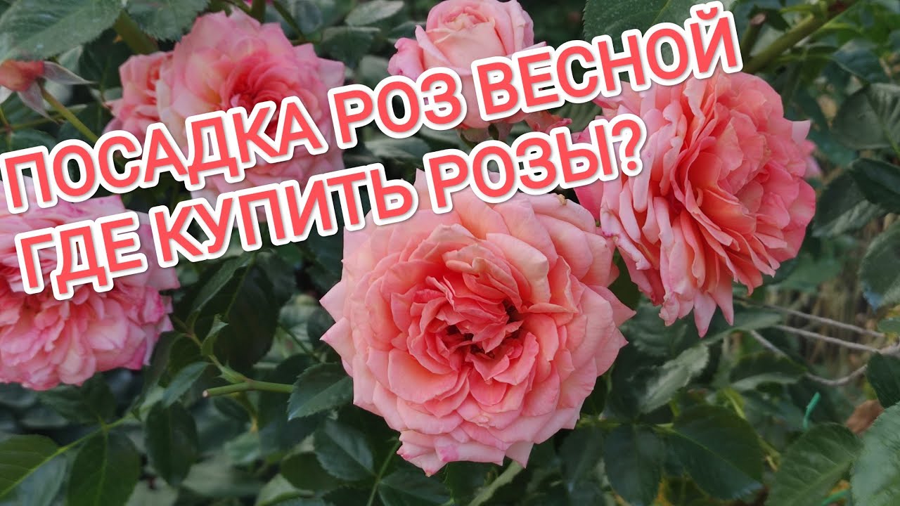 Саженцы Роз На Весну 2025 Купить Недорого