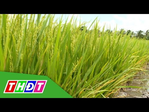 Video Cần lưu ý gì khi lúa ở giai đoạn đòng trổ? | Syngenta... - youtube