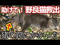 【野良猫救出】猪の罠にかかった猫を助ける