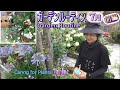 【ガーデンルーティン】庭の手入れ７月☔前編🌱Caring for Plants!!Garden Routine July🌟