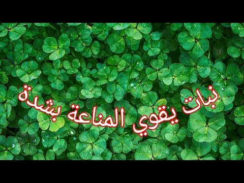 افضل نبات يقوي المناعة ضد كافة الامراض وخصوصا فيروس كورونا عفاكم الله منه