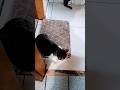 sonhe para que virem realidade (ou não) #fypage #shortvideo #cats #pets #memes #sonho #like #curtir