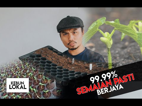 Video: Kaedah percambahan biji benih yang paling berkesan