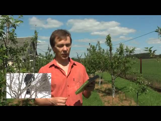 Когда и как обрезать плодовые деревья в саду весной или осенью?