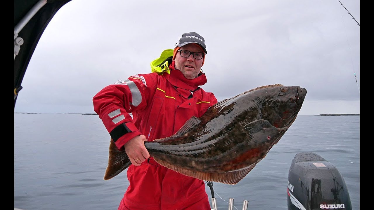 Halibut fishing in Salten, Norway. Kveitefiske YouTube