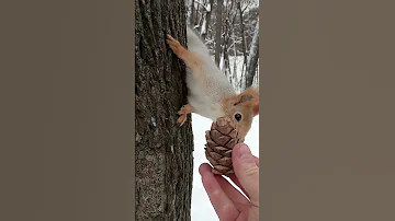 Эта белка любит шишки / This squirrel loves cones