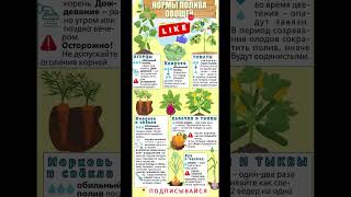 💦 Как поливать овощи в 2025 году? Главные правила для богатого урожая! Нормы полива #дача #овощи