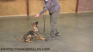 Super Star German Shepherd \