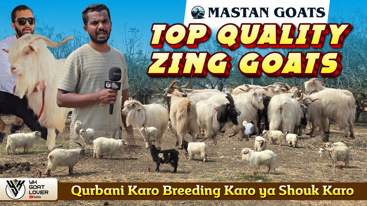 Mastan Goats Par Zing Bakro ka Shandar Mela in Pune I YK Goat Lover