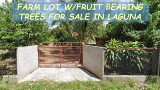 #100 SOLD  FARM LOT w/FRUIT BEARING TREES for Sale in Laguna Philippines