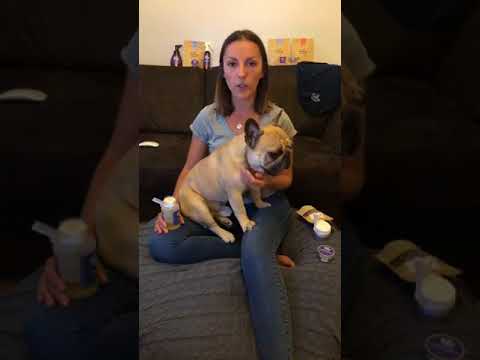 Videó: Hogyan szerezzen egy kutyát a Washingtoni Állami Kutyakutyaként?