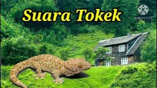 suara tokek mp3