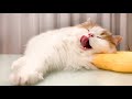🍋むにゃむにゃむにゃむにゃ
