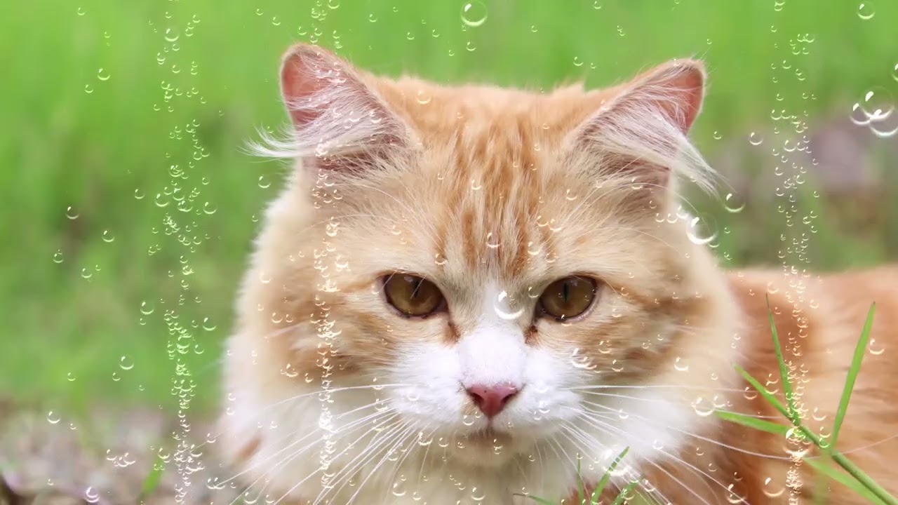 Chats et Chiens Pur Bonheur'' est une vidéo relaxante présentant ...