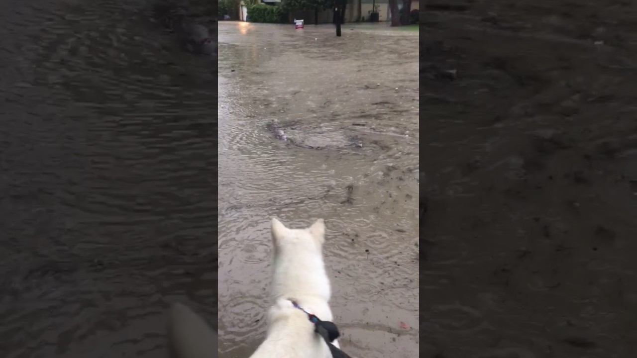 Dangerous whirlpool forms in Dallas flood water YouTube