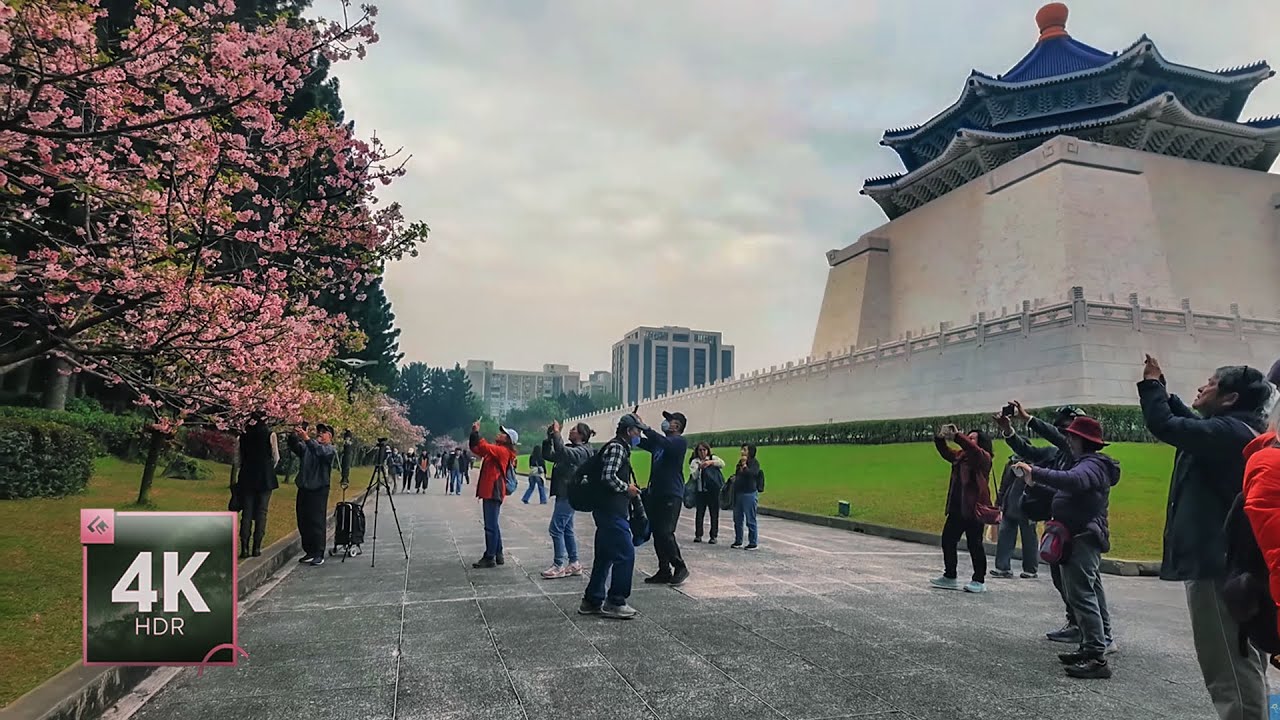 Walking Tour in Taipei: Cherry Blossoms 🌸 at Chiang Kai-Shek Memorial Hall  | 4K