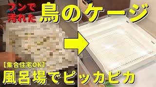 文鳥のケージを掃除します！洗い方・汚れ防止のコツ・NGなことを解説