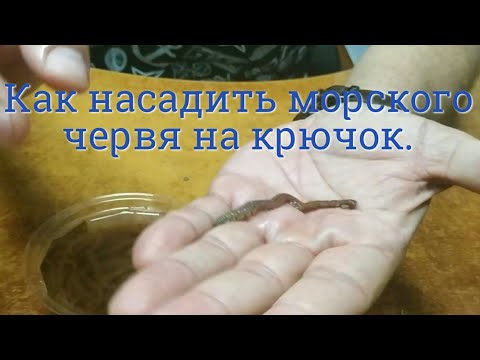 Видео: Как да закачите кръвни червеи