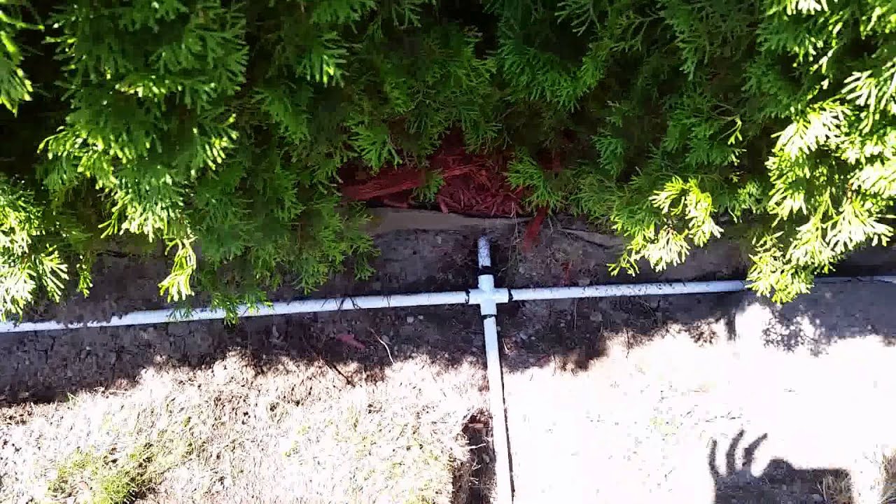 sprinkler zoning for hedge trees YouTube