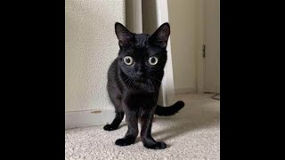 chomik in fnf!!!?!??!