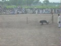 Bear Baiting 17th July 2009 - WSPA