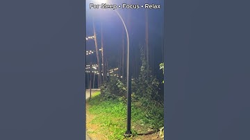 A Real Forest Walk at Dawn 🍃 | Authentic Nature ASMR (No AI)