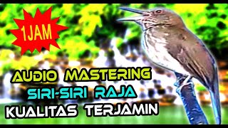 SUARA BURUNG SIRI SIRI RAJA GACOR BUAT MASTERAN