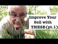 Soil Improving Nitrogen Fixing Plants (Part 1) Perennials Vines and Annuals