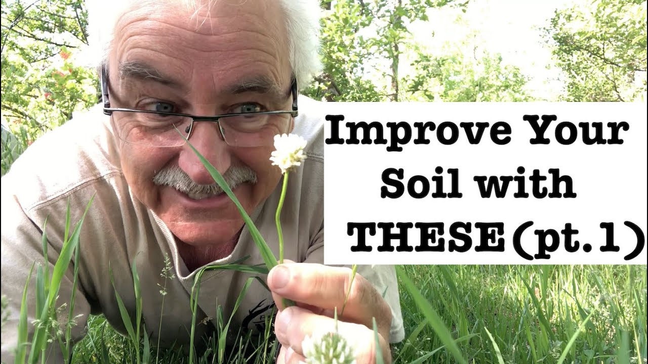 Soil Improving Nitrogen Fixing Plants (Part 1) Perennials Vines and Annuals
