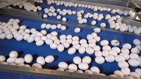 Eggs On Conveyor Belt Stock Video