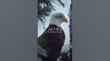 آيات من سورة لقمان بصوت القارئ ياسر الدوسري حفظه الله #القرآن_الكريم #@mohammadbahbouh3725