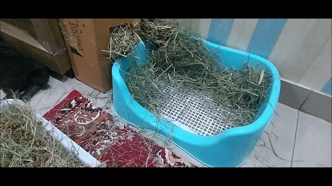 SETTING LITTER BOX How To Set Litter box for Rabbits My Eden Store