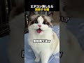 エアコン消したら演技する猫