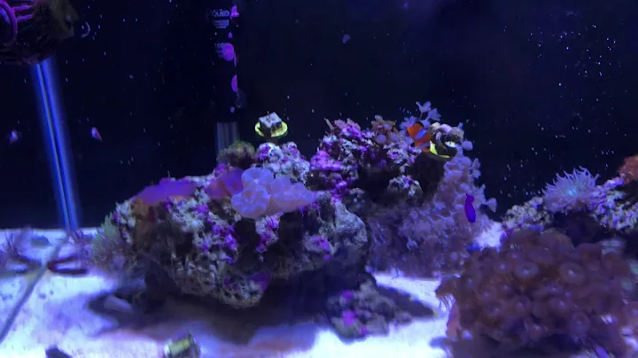 Unexpected Challenges in the Reef Tank: Feather Duster Update