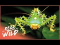 Incredible insects of the amazon  mini monsters of amazonia  real wild