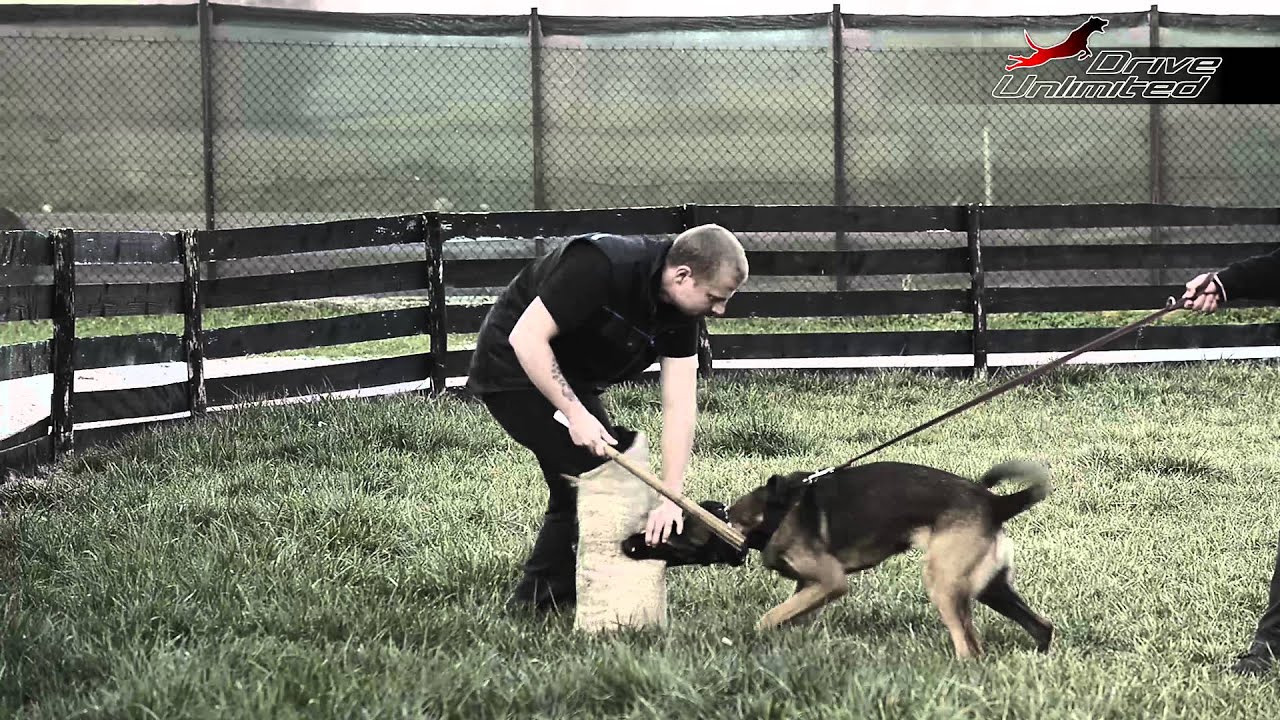 Belgian Malinois Khaleesi 9 months Mondioring