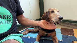 Grandpa Nonno Is Happy at the Shelter Even Paralyzed! - Takis Shelter