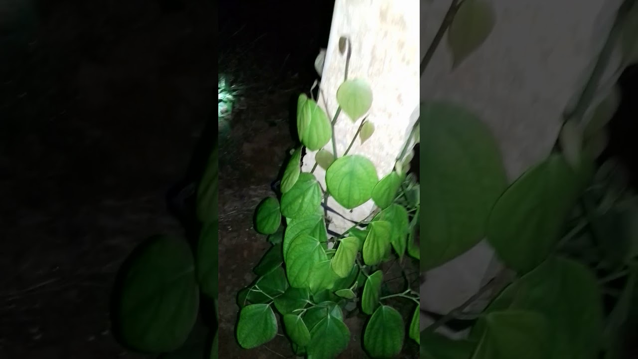 Tiêu lươn ko đôn 4 tháng