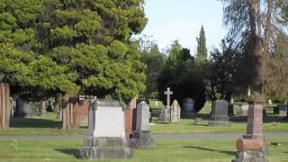 Coyote running through Mountain View Cemetery