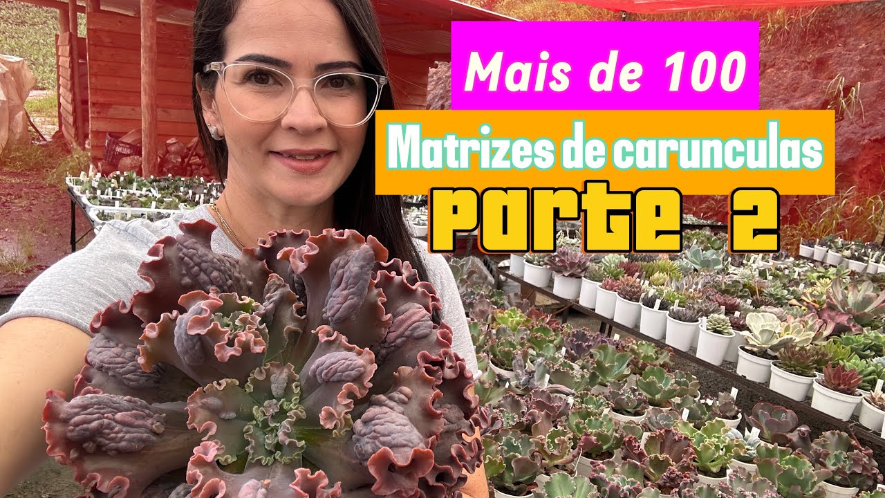 Segunda parte das Gibifloras identificadas com carúncula