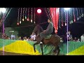 الحصان يرقص على مزمار  محمد عبدالسلام اكنه رجل يرقص