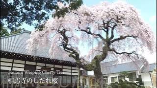 OTAMA | A Beautiful Small Town in Fukushima