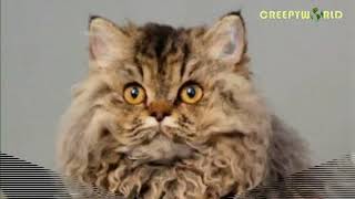 Strange Breed Of Curly Haired Cats Has All Been Traced Back To The Same Rescue Kitten