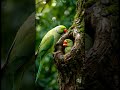 Nature’s Purest Bond 💚😍🤩#shorts #shortsvideo #wildlife #nature #birds #parrot