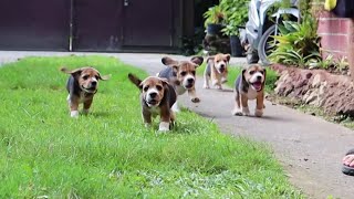 First Time Playing Outside! Fun times with beagle puppies