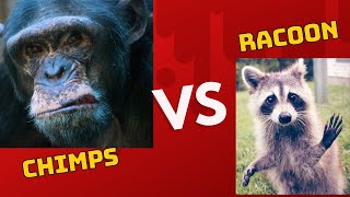Chimps vs Racoon
